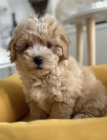Maltipoo tata na prodej