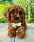 tata Cockapoo