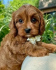 Cockapoo