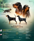 Ndhern ttka Black and Tan Coonhound!