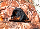 Ndhern ttka Black and Tan Coonhound!