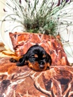 Ndhern ttka Black and Tan Coonhound!
