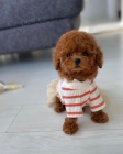 TATA PUDL TOY