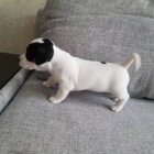 jack russell terira.