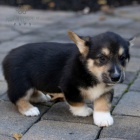 tata Pembroke Welsh Corgi