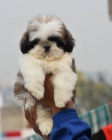 tata SHIH TZU