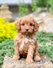 Cavapoo