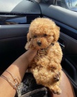 TOY tata pudla