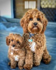 tata Cockapoo