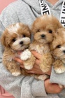MNI Maltipoo