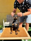 DOBERMAN tata na prodej