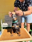 DOBERMAN tata na prodej