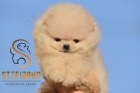 Pomeranian BOO tata