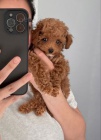 toy pudla