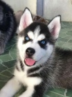 mini tata sibiskho huskyho