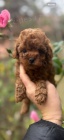 Pudlov  tata Toy a Mini