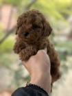 Pudlov  tata Toy a Mini