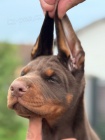 DOBERMAN tata na prodej