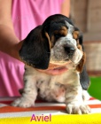 Basset Hound ttko s PP s vbornm rodokmenem