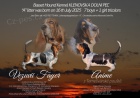 Basset Hound ttko s PP s vbornm rodokmenem