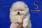 Pomeranian BOO tata