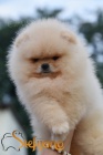 Pomeranian BOO tata