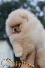 Pomeranian BOO tata