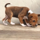 K dispozici tata basenji.