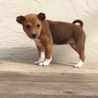 tata basenji k adopci