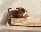 tata Basenji schvlen veterinem na prodej