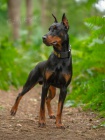 Profesionlne vycvien osobn strny pes/pes na ochranu rodiny na predaj. Doberman