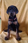 DOBERMAN tata na prodej