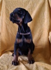 DOBERMAN tata na prodej