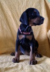 DOBERMAN tata na prodej