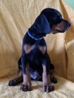 DOBERMAN tata na prodej