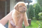 Bordeauxsk doga (Dogue de Bordeaux) krsn tata