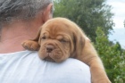 Bordeauxsk doga (Dogue de Bordeaux) krsn tata