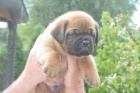 Bordeauxsk doga (Dogue de Bordeaux) krsn tata