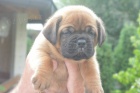 Bordeauxsk doga (Dogue de Bordeaux) krsn tata