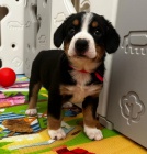 Entlebusk salancky pes