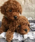 toy pudla