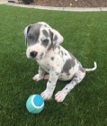 štěňata německé dogy štěňata německé dogy