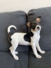 tata jack russell terira.
