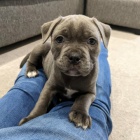 tata stafordrskho bulterira