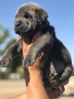 Italsk corso pes (Cane Corso Italiano)