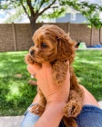 Cavapoo