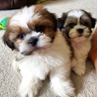 štěňata SHIH TZU štěňata SHIH TZU