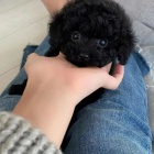 ernho Toy pudla