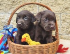 Nabdka tat labradorskho retrievera