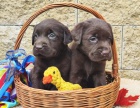 Nabdka tat labradorskho retrievera
